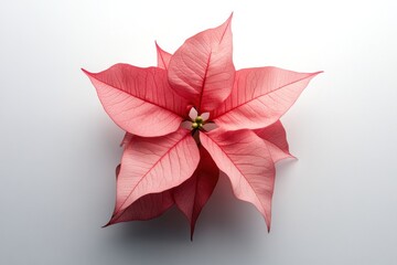 Wall Mural - Poinsettia plant, isolated top view, white background, high contrast, standalone object, product showcase