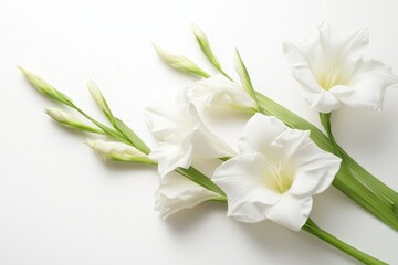 Wall Mural - White Gladioli, minimalist style, white background, high contrast, isolated floral object, purity and simplicity concept