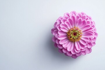 Wall Mural - Zinnia flower isolated on white background, top view, high contrast, product showcase