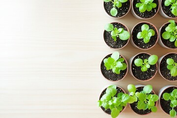 Poster - close-up of freshly planted seedlings in small pots arranged neatly on light wooden surface with empty space surrounding