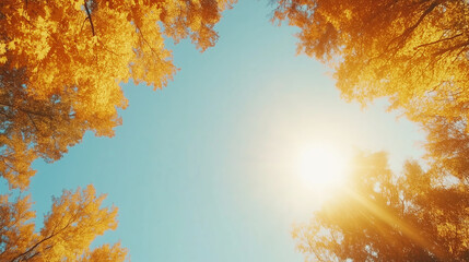 Wall Mural - bright autumn sunlight shining through golden leaves in a serene forest setting
