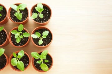 Poster - close-up of freshly planted seedlings in small pots arranged neatly on light wooden surface with empty space surrounding