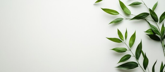 Wall Mural - Bamboo leaves on a white background with ample empty space for text or branding in a serene natural setting