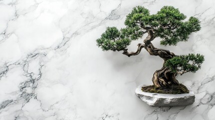 Poster - minimalist bonsai tree display on elegant marble background for stylish blog templates