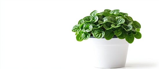 Poster - peperomia special four plant in white pot isolated on white background with ample space for text and