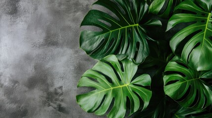 Poster - contemporary workspace with empty laptop screen and lush monstera plant leaves on textured backgroun