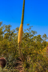 Wall Mural - a tall plant with yellow flowers is growing in a field