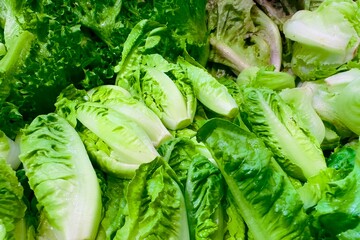 Wall Mural - Close-up of fresh green organic lettuce leaves, including romaine and butterhead lettuce, displayed together. Freshly harvested.