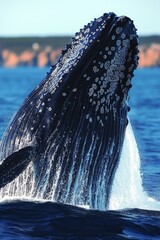 Poster - A whale jumps out of the ocean, showing its body in mid-air