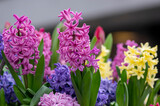 Hyacinthus orientalis ornamental beautiful springtime flowering plant, group of colorful bright flowers in bloom