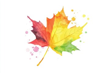 Watercolor illustration of a maple leaf