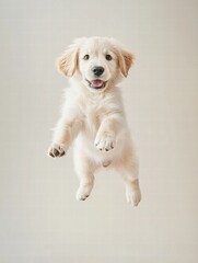 Poster - Joyful puppy jumps playfully in mid air with blank backdrop for creative text insertion. Generative AI