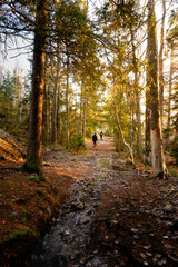 Two people walking in the distance in a winter forest with warm sunlight from the side for trekking concept