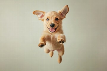 Poster - Joyful puppy leaps joyfully in mid air with bright expression and open space for creative text placement. Generative AI
