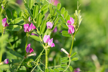 Wall Mural - Common vetch (vicia sativa) flowers in bloom