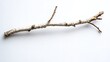 © Aditya - A single birch branch with its characteristic white bark, isolated on a clean white background.  Perfect for minimalist or nature-themed designs.