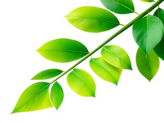 Poster - green leaves isolated on white