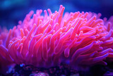 Vibrant pink sea anemone underwater. Close-up view of textured tentacles.