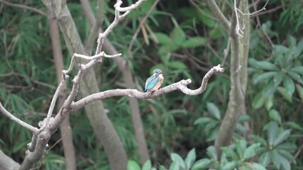 Wall Mural - common kingfisher in a forest