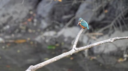 Wall Mural - common kingfisher in a forest