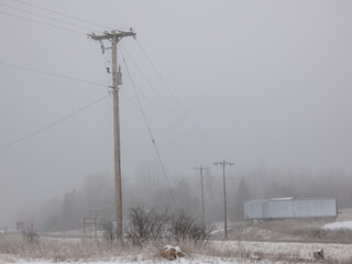 Wall Mural - Utility poles in the fog