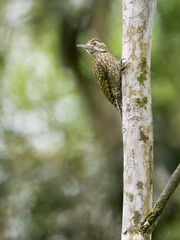 Wall Mural - White-spotted Woodpecker on tree trunk