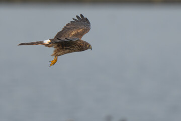 northern harrier hunting over wetland