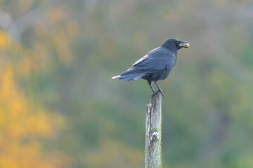 American Crow With Stolen Doggie Treat