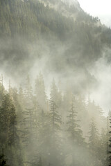 Sticker - Thin Fog Wisps Through The Pines Of Mount Rainier