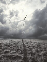 Poster - Solitary stalk of withered wheat stands tall in a dry barren field under a dramatic cloudy sky. Generative AI
