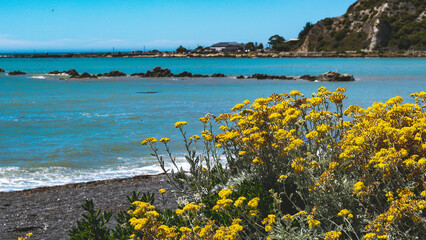 Wall Mural - Beautiful coastal scenery kaikoura new zealand blue ocean flowers bright summer colours