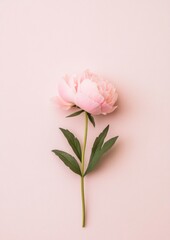 Poster - Minimalist Peony Flower on Pastel Background - Elegant Nature-Inspired Aesthetic