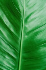 Poster - Tropical Minimalism Lush Green Leaf Texture Wallpaper