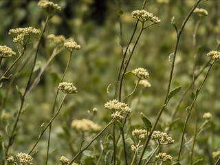 Wall Mural - Cassinia Aculeata (Dolly Bush, Common Cassinia, Dogwood)