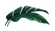 © Kevin - Two Lush Green Tropical Leaves Isolated On White