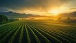 © bulegendut - Lush vineyard landscape at sunrise with misty mountains in the background.