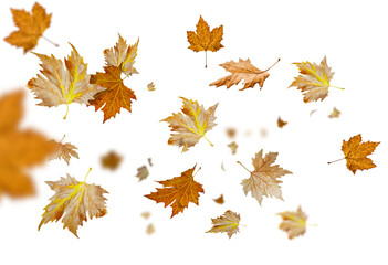 Wall Mural - leaf leaves dry autumn leaving flying cut out  3d rendering