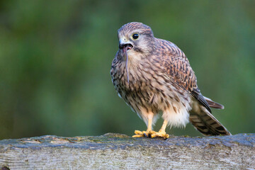 Aufkleber - female kestrel, Falco tinnunculus, as she perches on a wooden fence. Protruding from her mouth is the tail of a small rodent she has been feeding on 