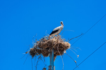 Stork resting on a nest atop a streetlight under a clear blue sky