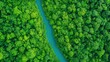 © Wanida - Lush Green Forest Canopy with Serene River Flowing Through Abundant Tree Cover in a Vibrant Natural Landscape from an Aerial Perspective
