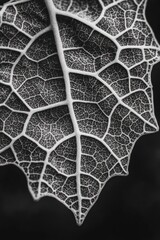 Poster - Close-up monochrome photo of a leaf's intricate vein structure against a dark background.