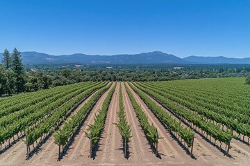 Poster - Vineyard rows stretching towards distant mountains under a clear blue sky.