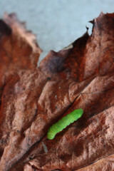 Wall Mural - Aporophyla ( Phylapora) lutulenta. Noctuidae. Little green worm ina dry brown leaf