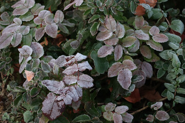 Wall Mural - Frost on red leaves of Mahonia aquifolium bush in the garden. Mahonia bush on winter