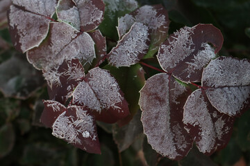 Wall Mural - Frost on red leaves of Mahonia aquifolium bush in the garden. Mahonia bush on winter