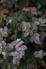 Wall Mural - Frost on red leaves of Mahonia aquifolium bush in the garden. Mahonia bush on winter