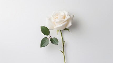 Wall Mural - A stunning minimalist photograph showcasing a single white rose in the center of a clean pure white background  The elegant delicate flower is the sole focus