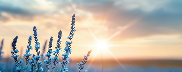 Poster - Blue wildflower idea. A serene lavender field under a bright sunset, creating a peaceful atmosphere.