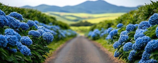 Poster - Blue wildflower idea. Vibrant blue hydrangeas lining a scenic path with lush green hills in the background.