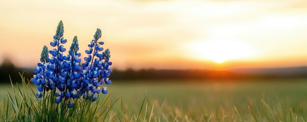 Poster - Blue wildflower idea. A serene sunset view featuring blooming blue flowers in a lush green field.